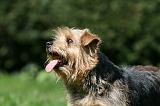 NORFOLK TERRIER 089